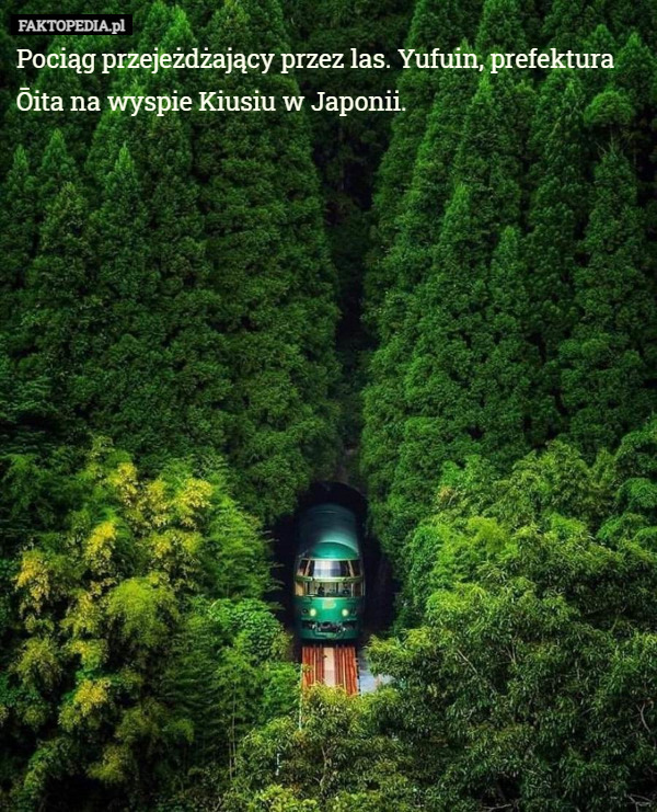 Pociąg przejeżdżający przez las. Yufuin, prefektura Ōita na wyspie Kiusiu w Japonii. 