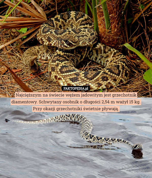 Najcięższym na świecie wężem jadowitym jest grzechotnik diamentowy. Schwytany osobnik o długości 2,54 m ważył 15 kg.
Przy okazji grzechotniki świetnie pływają. 