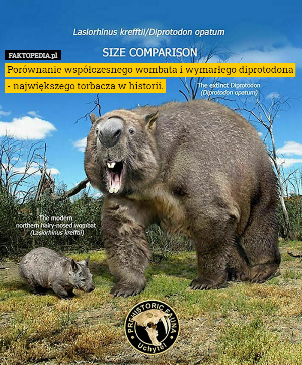 Porównanie współczesnego wombata i wymarłego diprotodona - największego torbacza w historii. 