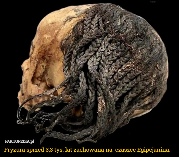 Fryzura sprzed 3,3 tys. lat zachowana na  czaszce Egipcjanina. 