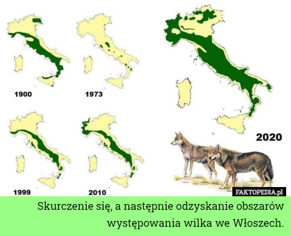 Skurczenie się, a następnie odzyskanie obszarów występowania wilka we Włoszech. 