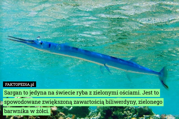 Sargan to jedyna na świecie ryba z zielonymi ościami. Jest to spowodowane zwiększoną zawartością biliwerdyny, zielonego barwnika w żółci. 