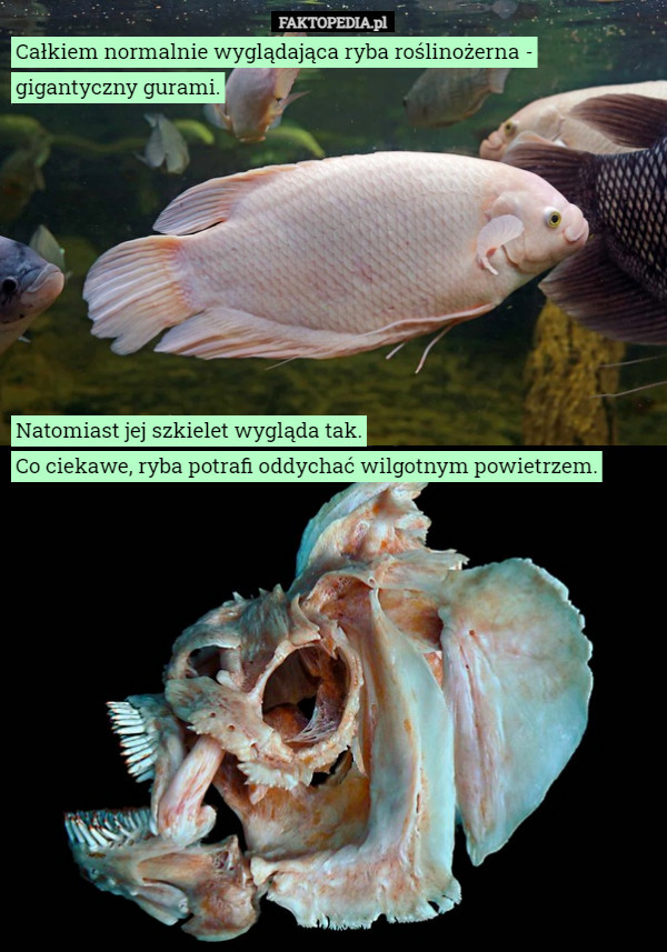 Całkiem normalnie wyglądająca ryba roślinożerna - gigantyczny gurami. Natomiast jej szkielet wygląda tak.
Co ciekawe, ryba potrafi oddychać wilgotnym powietrzem. 