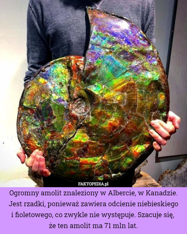 Ogromny amolit znaleziony w Albercie, w Kanadzie.
 Jest rzadki, ponieważ zawiera odcienie niebieskiego
 i fioletowego, co zwykle nie występuje. Szacuje się, 
że ten amolit ma 71 mln lat. 