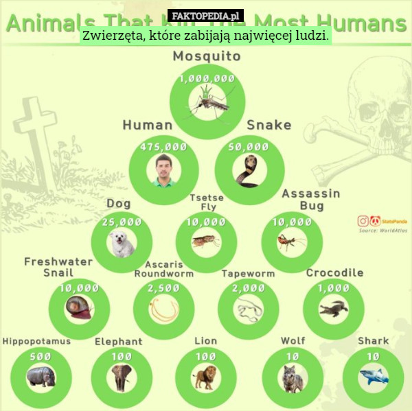 Zwierzęta, które zabijają najwięcej ludzi. 