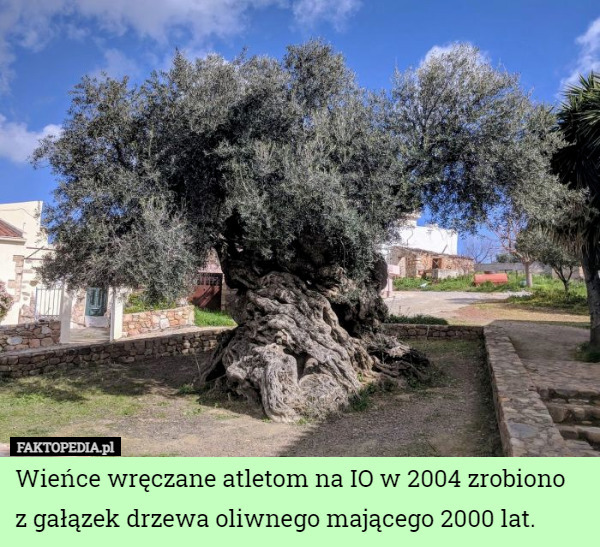 Wieńce wręczane atletom na IO w 2004 zrobiono
 z gałązek drzewa oliwnego mającego 2000 lat. 
