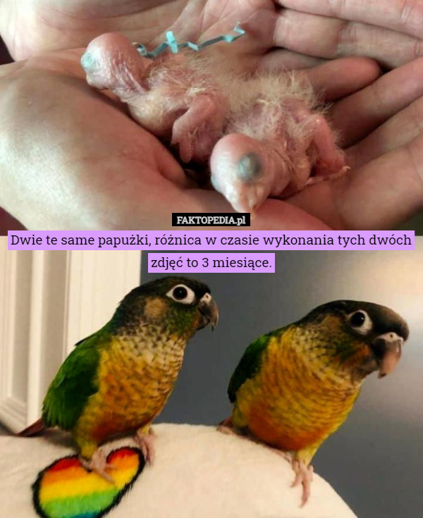 Dwie te same papużki, różnica w czasie wykonania tych dwóch zdjęć to 3 miesiące. 