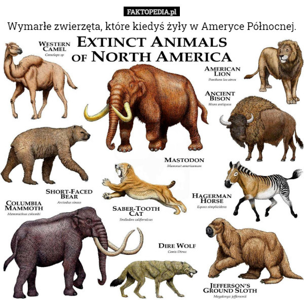Wymarłe zwierzęta, które kiedyś żyły w Ameryce Północnej. 