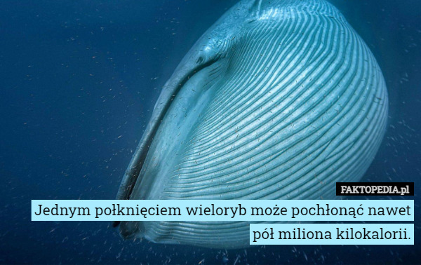 Jednym połknięciem wieloryb może pochłonąć nawet pół miliona kilokalorii. 