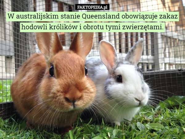 W australijskim stanie Queensland obowiązuje zakaz hodowli królików i obrotu tymi zwierzętami. 