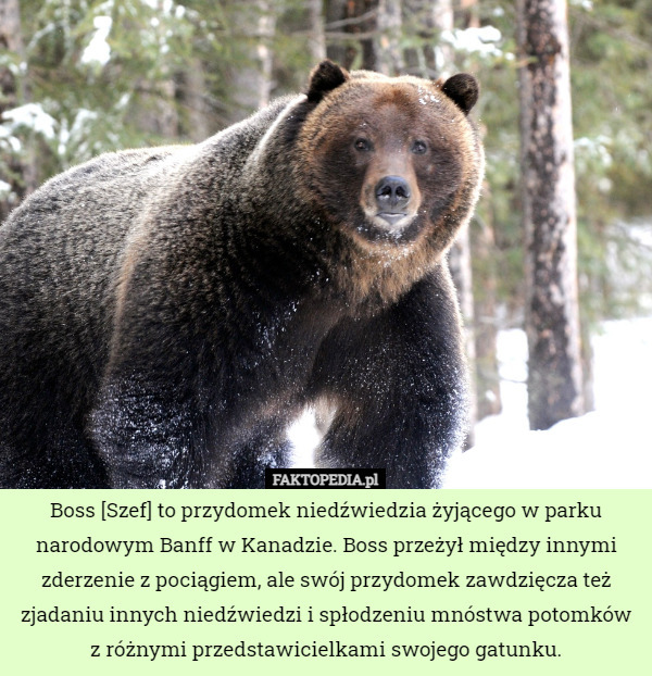 Boss [Szef] to przydomek niedźwiedzia żyjącego w parku narodowym Banff w Kanadzie. Boss przeżył między innymi zderzenie z pociągiem, ale swój przydomek zawdzięcza też zjadaniu innych niedźwiedzi i spłodzeniu mnóstwa potomków z różnymi przedstawicielkami swojego gatunku. 