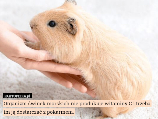 Organizm świnek morskich nie produkuje witaminy C i trzeba im ją dostarczać z pokarmem. 