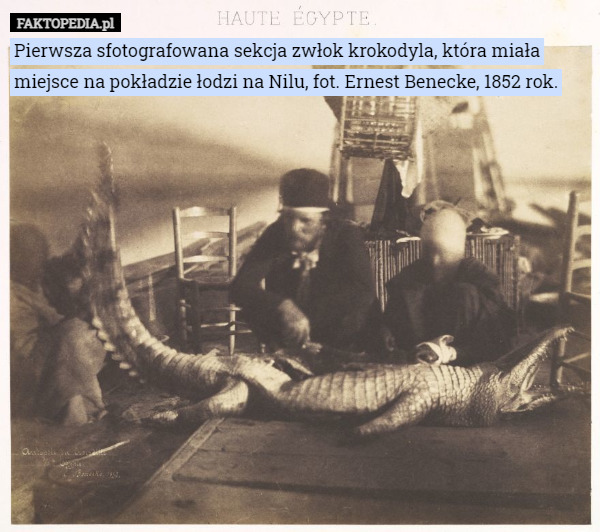 Pierwsza sfotografowana sekcja zwłok krokodyla, która miała miejsce na pokładzie łodzi na Nilu, fot. Ernest Benecke, 1852 rok. 
