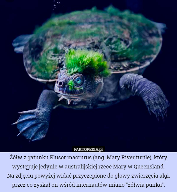 Żółw z gatunku Elusor macrurus (ang. Mary River turtle), który występuje jedynie w australijskiej rzece Mary w Queensland.
 Na zdjęciu powyżej widać przyczepione do głowy zwierzęcia algi, przez co zyskał on wśród internautów miano "żółwia punka". 