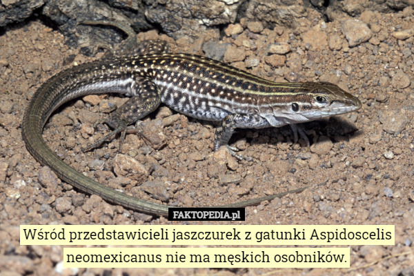Wśród przedstawicieli jaszczurek z gatunki Aspidoscelis neomexicanus nie ma męskich osobników. 