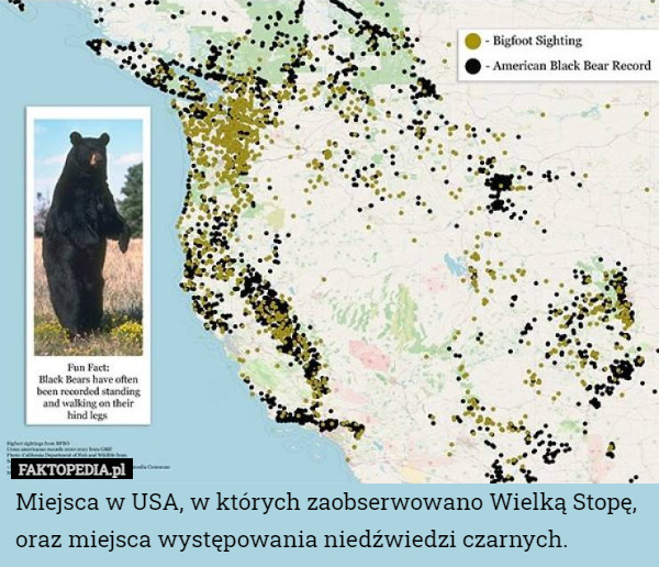 Miejsca w USA, w których zaobserwowano Wielką Stopę, oraz miejsca występowania niedźwiedzi czarnych. 