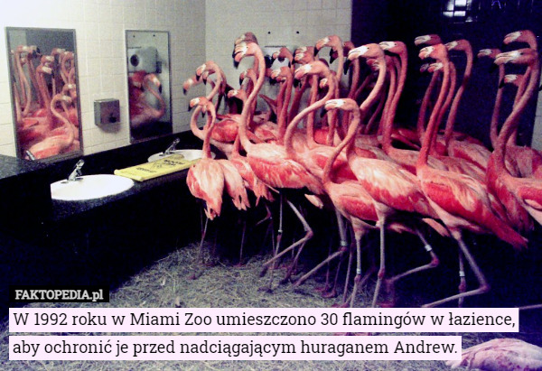 W 1992 roku w Miami Zoo umieszczono 30 flamingów w łazience, aby ochronić je przed nadciągającym huraganem Andrew. 