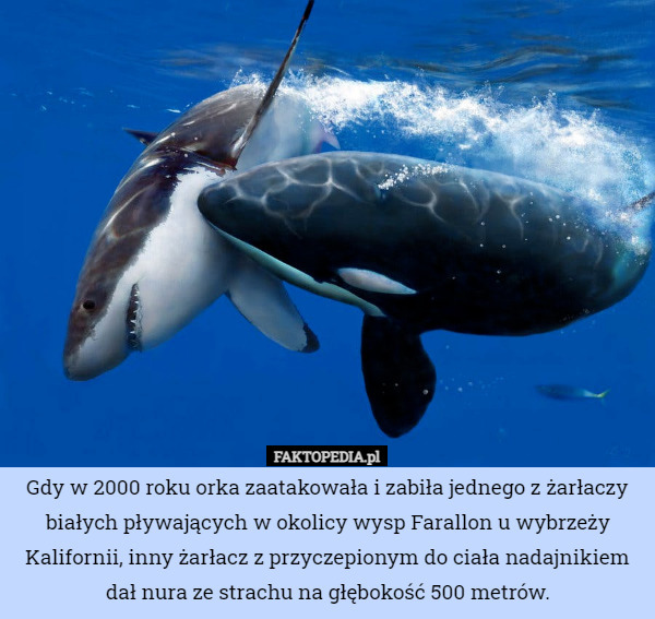 Gdy w 2000 roku orka zaatakowała i zabiła jednego z żarłaczy białych pływających w okolicy wysp Farallon u wybrzeży Kalifornii, inny żarłacz z przyczepionym do ciała nadajnikiem dał nura ze strachu na głębokość 500 metrów. 