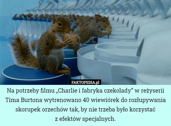 Na potrzeby filmu „Charlie i fabryka czekolady” w reżyserii Tima Burtona wytrenowano 40 wiewiórek do rozłupywania skorupek orzechów tak, by nie trzeba było korzystać
z efektów specjalnych. 