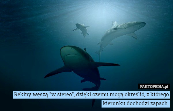 Rekiny węszą "w stereo", dzięki czemu mogą określić, z którego kierunku dochodzi zapach. 