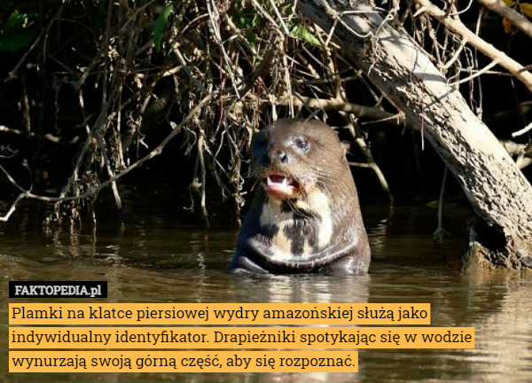 Plamki na klatce piersiowej wydry amazońskiej służą jako indywidualny identyfikator. Drapieżniki spotykając się w wodzie wynurzają swoją górną część, aby się rozpoznać. 