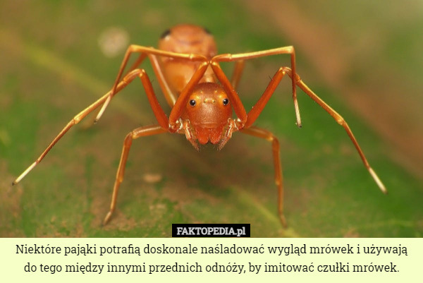 Niektóre pająki potrafią doskonale naśladować wygląd mrówek i używają do tego między innymi przednich odnóży, by imitować czułki mrówek. 