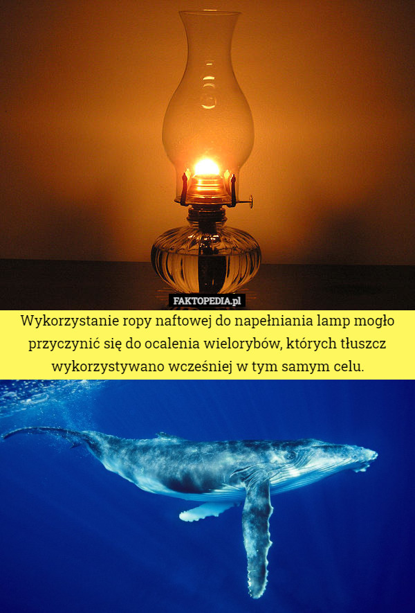 Wykorzystanie ropy naftowej do napełniania lamp mogło przyczynić się do ocalenia wielorybów, których tłuszcz wykorzystywano wcześniej w tym samym celu. 