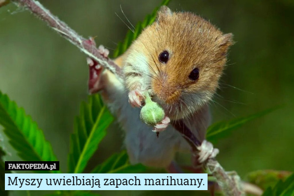 Myszy uwielbiają zapach marihuany. 
