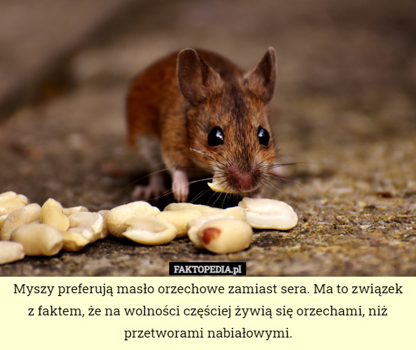 Myszy preferują masło orzechowe zamiast sera. Ma to związek z faktem, że na wolności częściej żywią się orzechami, niż przetworami nabiałowymi. 