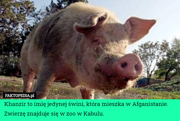 Khanzir to imię jedynej świni, która mieszka w Afganistanie. Zwierzę znajduje się w zoo w Kabulu. 