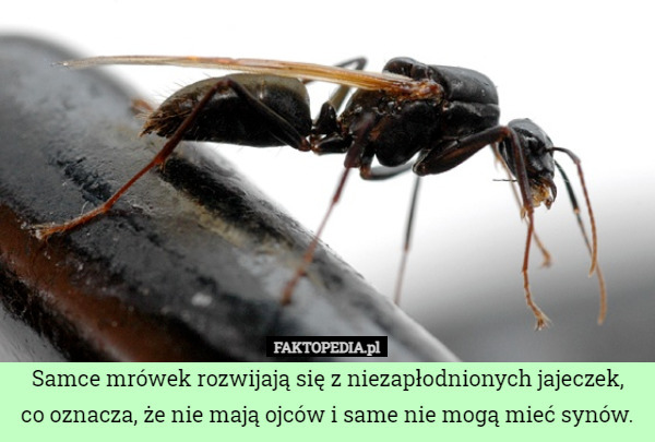 Samce mrówek rozwijają się z niezapłodnionych jajeczek,
co oznacza, że nie mają ojców i same nie mogą mieć synów. 