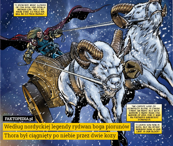 Według nordyckiej legendy rydwan boga piorunów Thora był ciągnięty po niebie przez dwie kozy. 