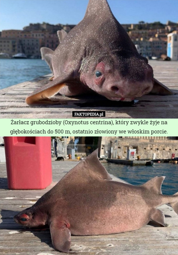 Żarłacz grubodzioby (Oxynotus centrina), który zwykle żyje na głębokościach do 500 m, ostatnio złowiony we włoskim porcie. 