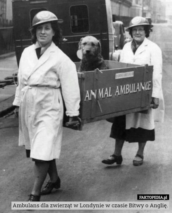 Ambulans dla zwierząt w Londynie w czasie Bitwy o Anglię. 