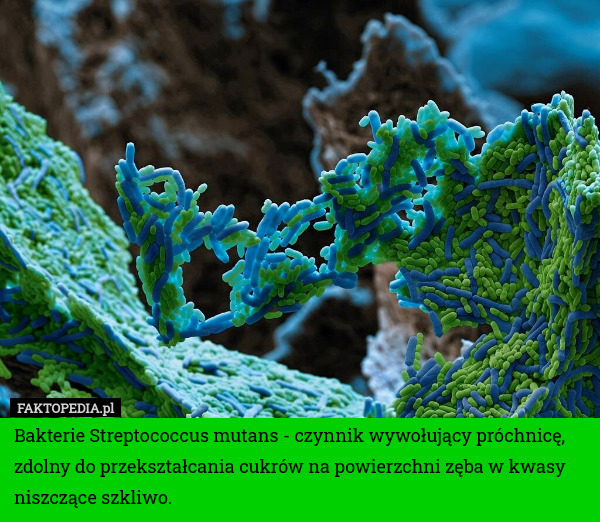 Bakterie Streptococcus mutans - czynnik wywołujący próchnicę, zdolny do przekształcania cukrów na powierzchni zęba w kwasy niszczące szkliwo. 