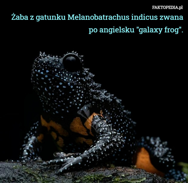 Żaba z gatunku Melanobatrachus indicus zwana po angielsku "galaxy frog". 