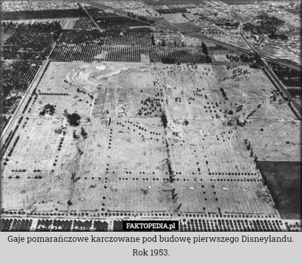 Gaje pomarańczowe karczowane pod budowę pierwszego Disneylandu. Rok 1953. 