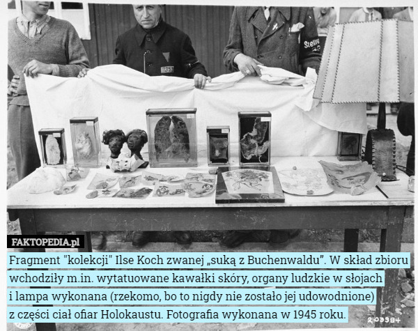 Fragment "kolekcji" Ilse Koch zwanej „suką z Buchenwaldu”. W skład zbioru wchodziły m.in. wytatuowane kawałki skóry, organy ludzkie w słojach
 i lampa wykonana (rzekomo, bo to nigdy nie zostało jej udowodnione)
 z części ciał ofiar Holokaustu. Fotografia wykonana w 1945 roku. 