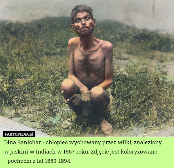Dina Sanichar - chłopiec wychowany przez wilki, znaleziony
 w jaskini w Indiach w 1867 roku. Zdjęcie jest koloryzowane
 - pochodzi z lat 1889-1894. 