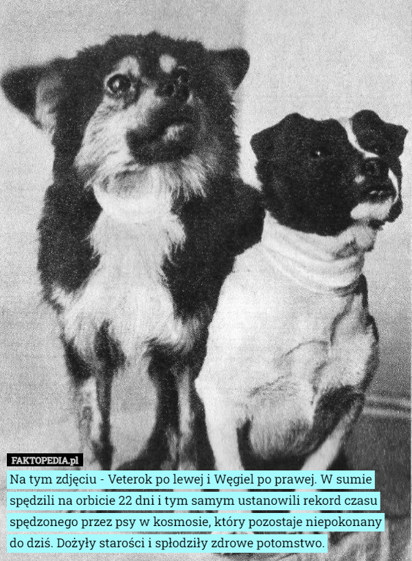 Na tym zdjęciu - Veterok po lewej i Węgiel po prawej. W sumie spędzili na orbicie 22 dni i tym samym ustanowili rekord czasu spędzonego przez psy w kosmosie, który pozostaje niepokonany
 do dziś. Dożyły starości i spłodziły zdrowe potomstwo. 