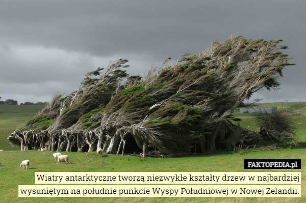Wiatry antarktyczne tworzą niezwykłe kształty drzew w najbardziej wysuniętym na południe punkcie Wyspy Południowej w Nowej Zelandii. 