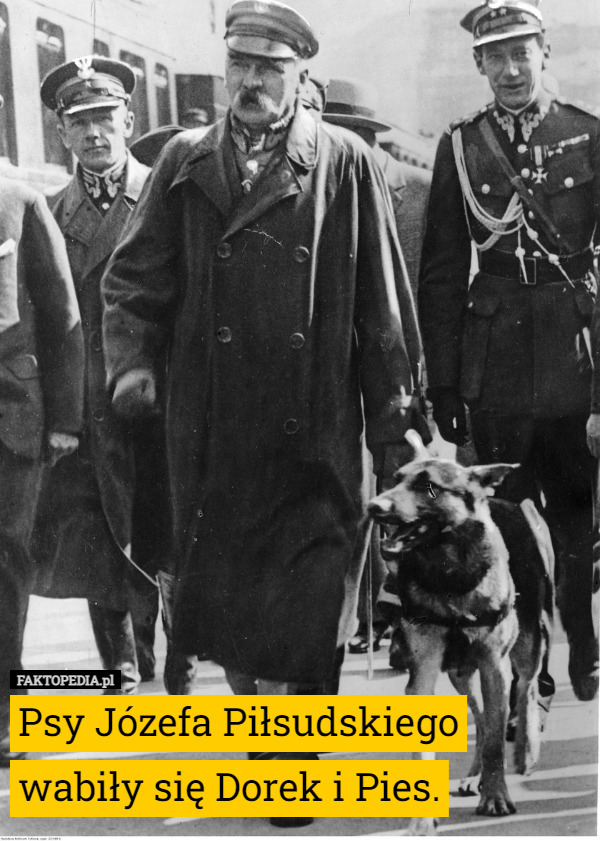 Psy Józefa Piłsudskiego wabiły się Dorek i Pies. 