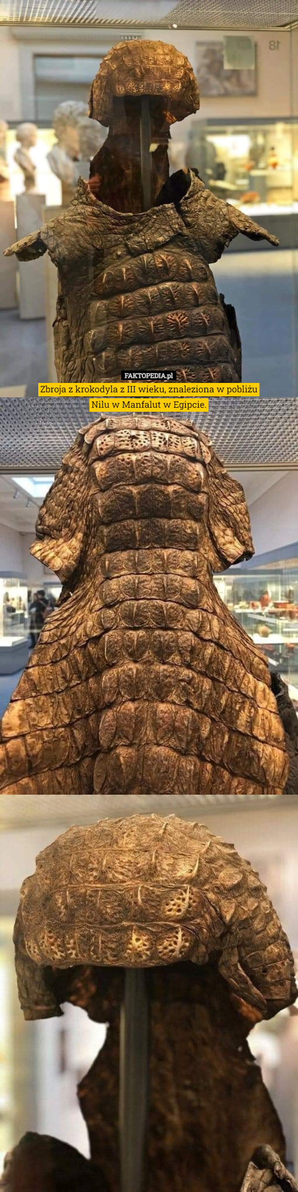 Zbroja z krokodyla z III wieku, znaleziona w pobliżu
Nilu w Manfalut w Egipcie. 