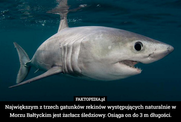 Największym z trzech gatunków rekinów występujących naturalnie w Morzu Bałtyckim jest żarłacz śledziowy. Osiąga on do 3 m długości. 