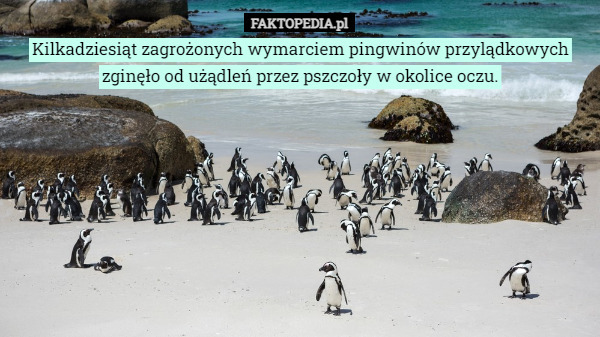 Kilkadziesiąt zagrożonych wymarciem pingwinów przylądkowych zginęło od użądleń przez pszczoły w okolice oczu. 