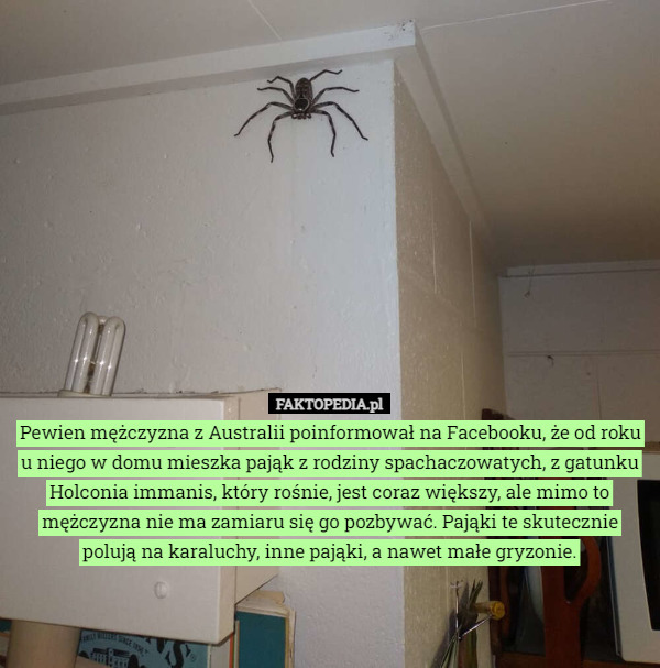 Pewien mężczyzna z Australii poinformował na Facebooku, że od roku u niego w domu mieszka pająk z rodziny spachaczowatych, z gatunku Holconia immanis, który rośnie, jest coraz większy, ale mimo to mężczyzna nie ma zamiaru się go pozbywać. Pająki te skutecznie polują na karaluchy, inne pająki, a nawet małe gryzonie. 