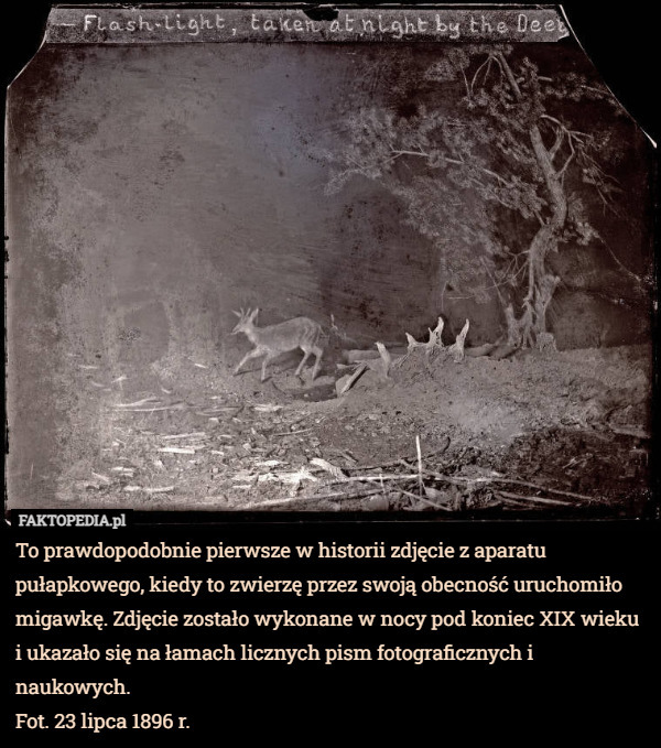 To prawdopodobnie pierwsze w historii zdjęcie z aparatu pułapkowego, kiedy to zwierzę przez swoją obecność uruchomiło migawkę. Zdjęcie zostało wykonane w nocy pod koniec XIX wieku i ukazało się na łamach licznych pism fotograficznych i naukowych.
Fot. 23 lipca 1896 r. 