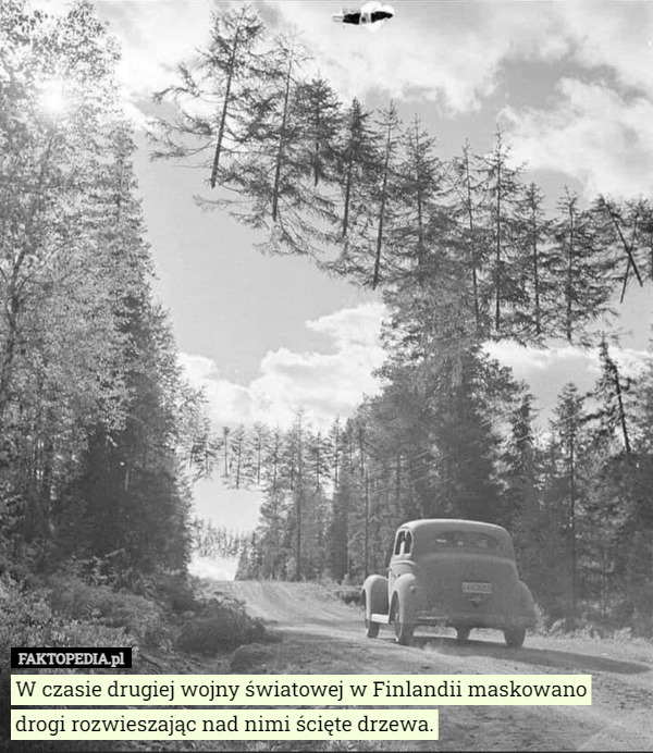 W czasie drugiej wojny światowej w Finlandii maskowano drogi rozwieszając nad nimi ścięte drzewa. 