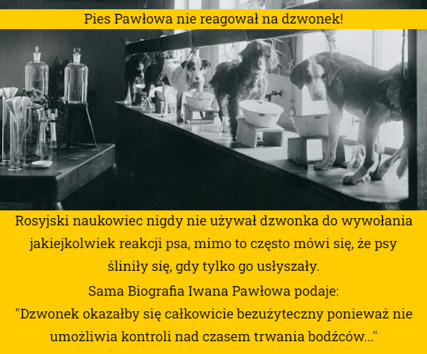 Pies Pawłowa nie reagował na dzwonek! Rosyjski naukowiec nigdy nie używał dzwonka do wywołania jakiejkolwiek reakcji psa, mimo to często mówi się, że psy śliniły się, gdy tylko go usłyszały. Sama Biografia Iwana Pawłowa podaje:
"Dzwonek okazałby się całkowicie bezużyteczny ponieważ nie umożliwia kontroli nad czasem trwania bodźców..." 
