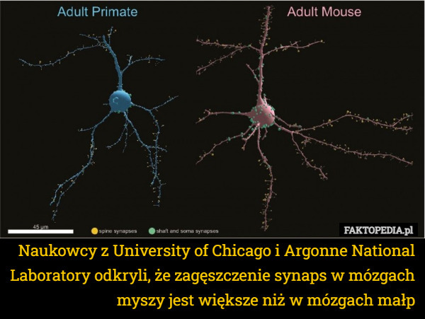 Naukowcy z University of Chicago i Argonne National Laboratory odkryli, że zagęszczenie synaps w mózgach myszy jest większe niż w mózgach małp 